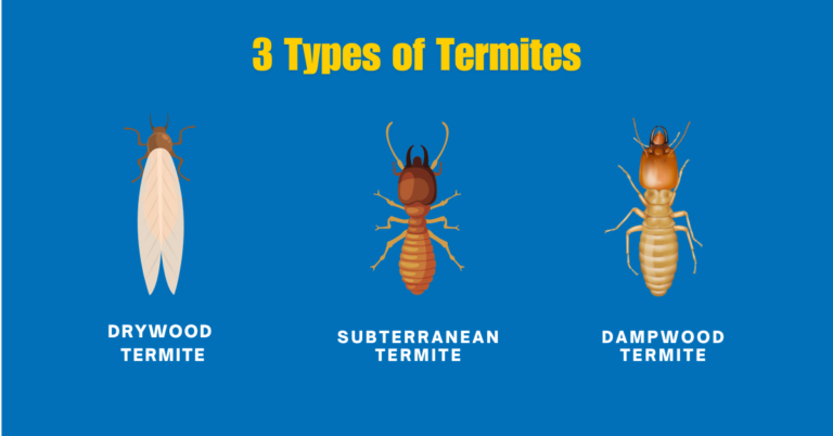 3 Types of Termites Found in Singapore