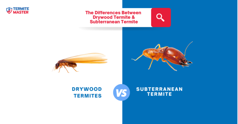 Drywood vs. Subterranean Termites: Identifying Which Type Is Infesting Your Home