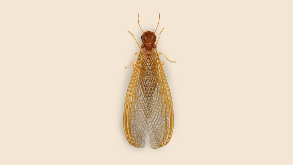 Termite_Drywood_Alt_Khaki_1280x720