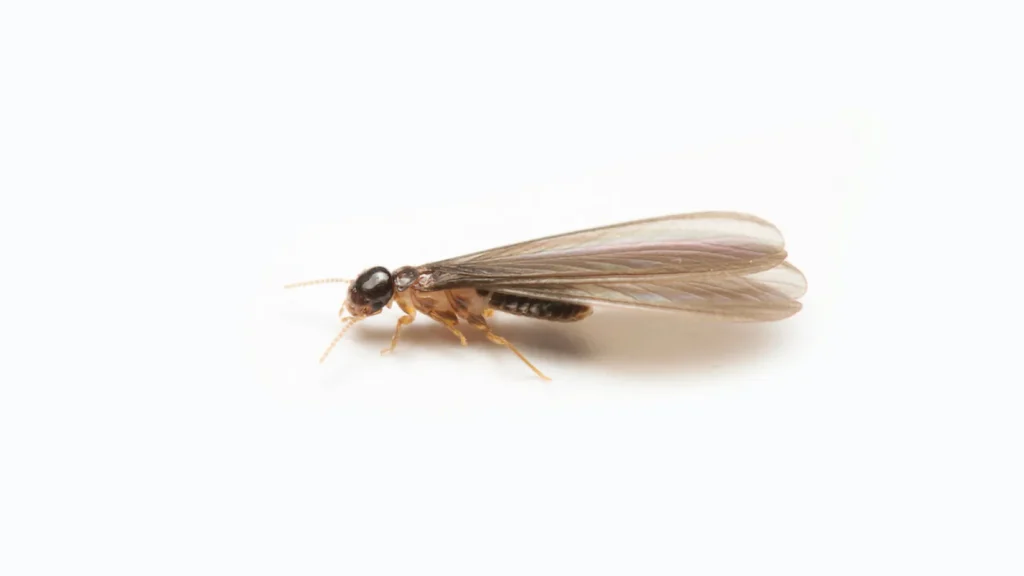 exterminatorenginesites_803318300