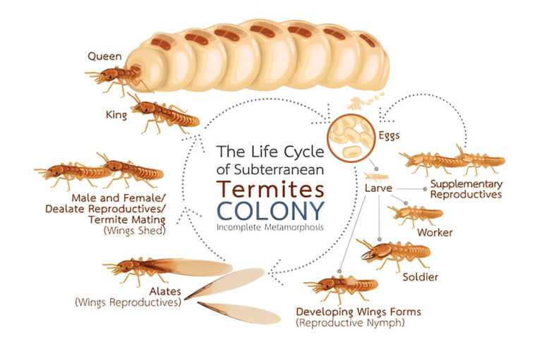 The Life Cycle of Drywood Termites: From Swarmers to Destruction